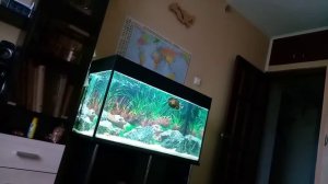 Мои астронотусы в новом 200 литровом аквариуме.