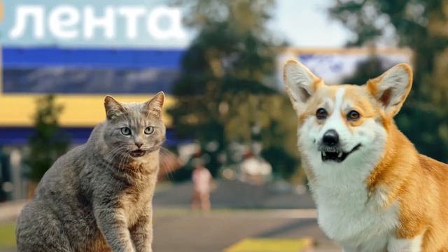 Лента | Скейтеры | реклама 2024