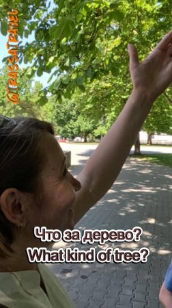 Севастополь. Какое это дерево?