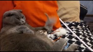 КОТ БАКС/ОБЗОР ИГРУШЕК,КОШКИ МЫШКИ/BRITISH CAT.