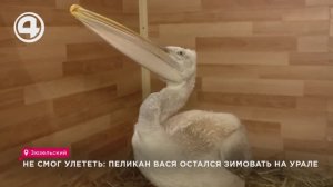 Не смог улететь: пеликан Вася остался зимовать на Урале