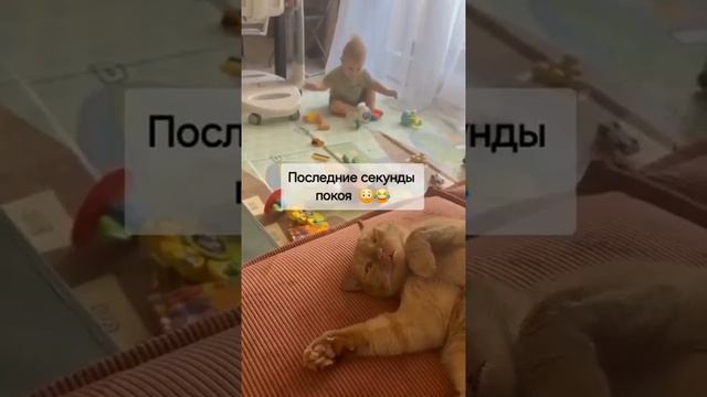 Бедный котик почуял беду