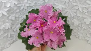 Фиалка НД-Ливадия