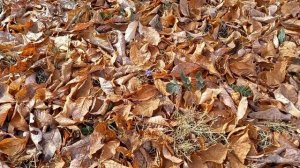 Снова осень