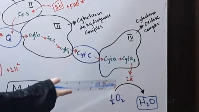 Respiratory Electron Transport Chain (Chemiosmosis) || Jiya's Biology Tutorials ||