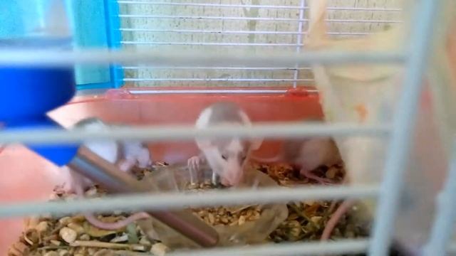Обаятельные крысята ДАМБО 😂Funny Dumbo Декоративные Умываются |Хомячуля: Secret Life Hamster - Pets