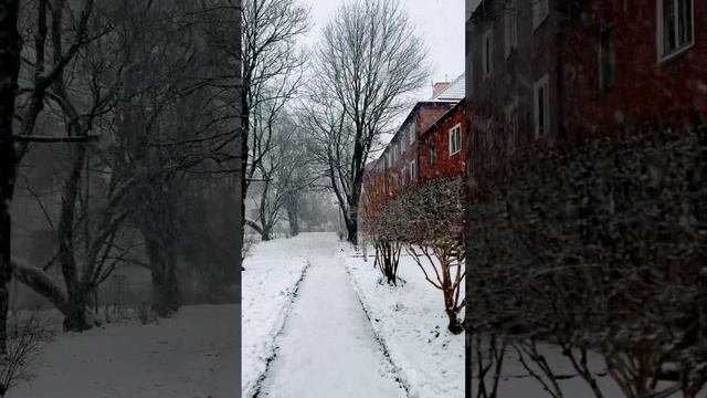 Калининград: в снегу❄️☃️