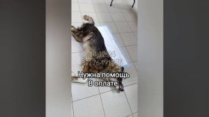 Собачке с опухолью очень нужна помощь