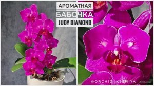 Phal. Judy Diamond 💕  Домашнее цветение ароматной голландской орхидеи бабочки | Обзор сорта 🌸