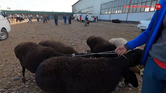 ҚУЧҚОРЛАР ВА ҚУЗИЛАР ПАЙШАНБЕ БОЗОР 20.10.2022.#молбозор#қӯйбизнес