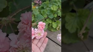 Сравнение сортов Юв Баронесса и шик Глория