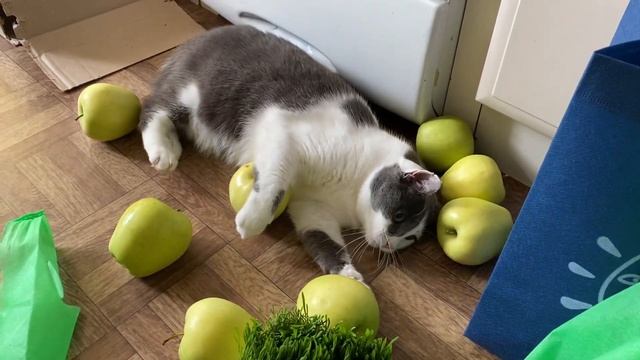 Авитаминоз Смешные коты 