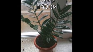 Замиокулькасы