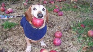 Играю в Мир Дэнди!