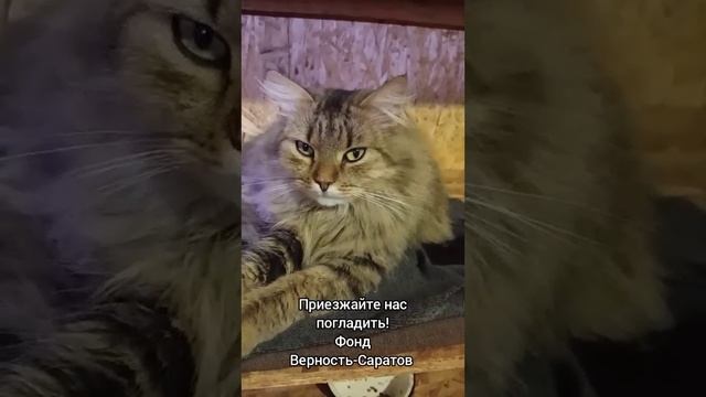 #саратов #вдобрыерукисаратов #верностьсаратов