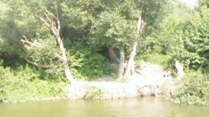 Прыжок в воду с дерева