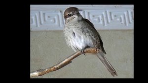 Новые песни Зорро (Сорокопут-жулан 8 месяцев)