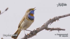 Пение Варакушки. Апрель.