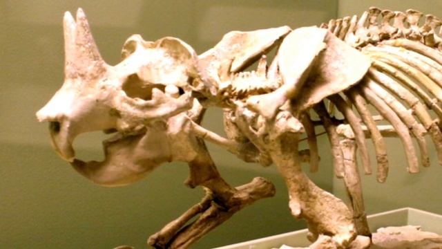 ПАЛЕОНТОЛОГИЧЕСКИЙ КРИНЖ Моржевидный дельфин рогатый суслик броненосец переросток