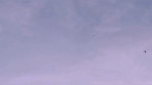 Сокол Сапсан напал на голубя. Peregrinus Falcon attacked pigeons