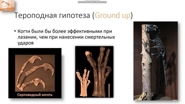 Происхождение птиц