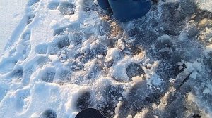 ловля щуки на флажки🚩