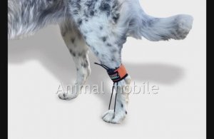 Как правильно надеть ноклинги Animal mobile на собаку
