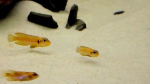 Лампрологус оцеллатус. Rybac.