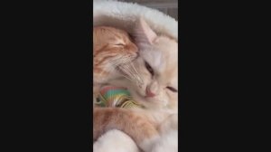 Смешные питомцы #37