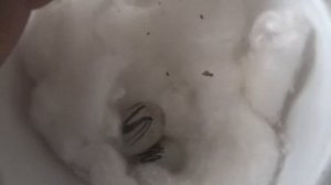 Разведение канареек КАК НАДО РАЗВОДИТЬ КАНАРЕЕК