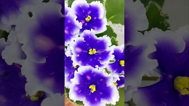 Фиалка МТ-Магический Фонарик