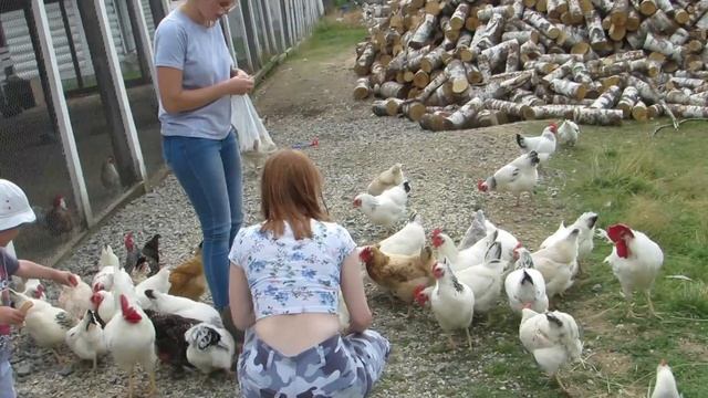сафари парк аркуда девушка кормит кур