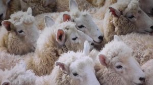 Песня Пастырь мой добрый