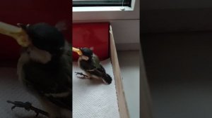 Как я выкормил птенца синицы за 10 дней.