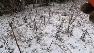 Охота на зайца с русской гончей в Костромской области #охотаназайца #охота #hunting