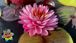 Нимфея Mayyanee (Майяни) кувшинка, waterlily, водные растения, пруд