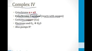 Biochemistry - 2. Metabolism - 9. Electron Transport Chain atf