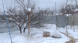 Ловля певчих птиц ВЛЕТЕЛИ СНЕГИРИ И ЗЕЛЕНУШКИ