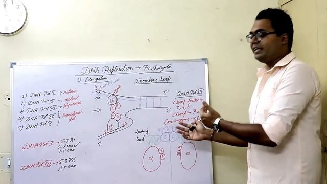 DNA Replication Elongation in Prokaryotes смотреть онлайн