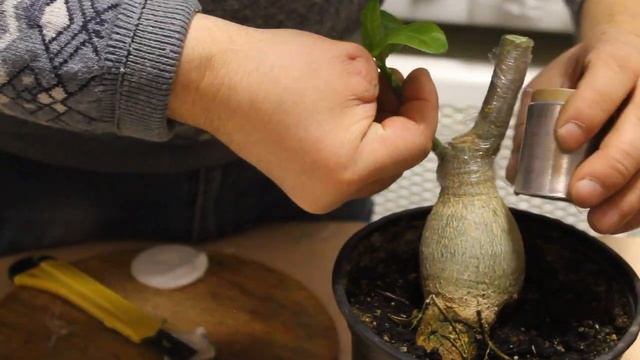 Три способа прививки адениума смотреть онлайн