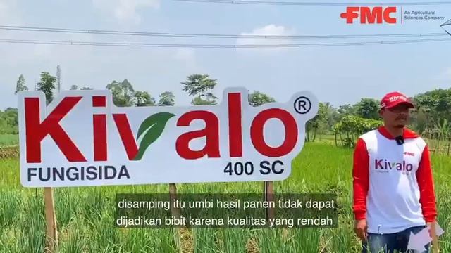 HASIL PANEN BAWANG MERAH MAKSIMAL | FUNGISIDA KIVALO 400SC