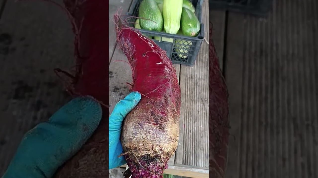 Свëкла гигант #shots смотреть онлайн