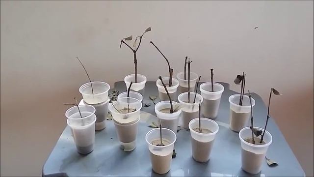 USEI O ÁCIDO INDOLBUTÍRICO EM MINHAS ESTAQUIAS - E Não Deu Certo.🍂🍂🍂 смотреть онлайн