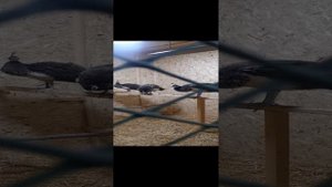 20 день инкубации цыплят