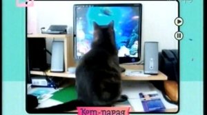 Кот-парад. Выпуски 11 и 7. 27.10.2013 (с рекламой)