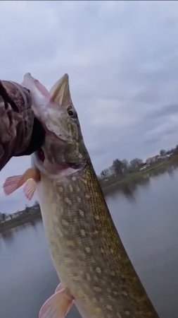 Хорошие щучки! Спиннинг Norstream Navigator, резина Norstream SIDDY   #norstream #fishing #спиннинг