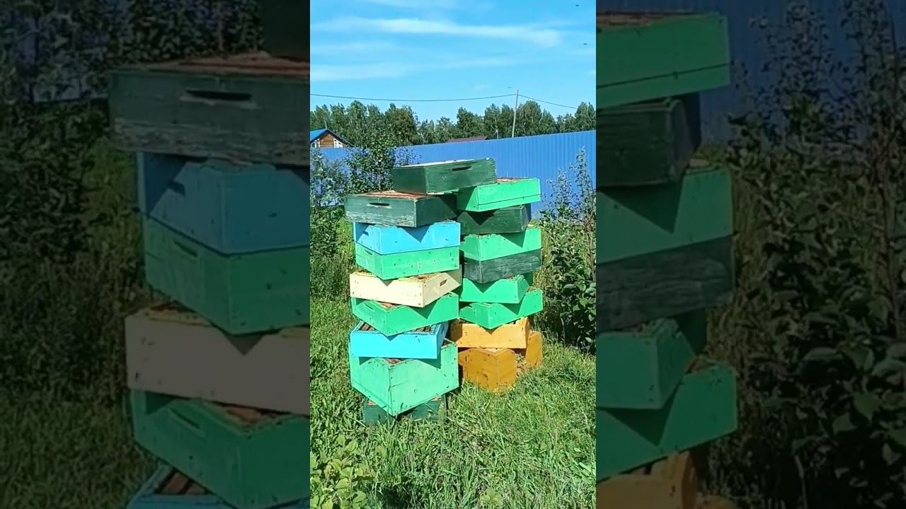 Сушка откаченных медовых рамок #shots смотреть онлайн