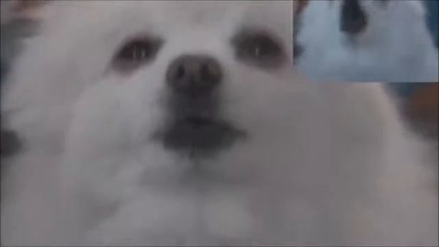 Тест на психику кто засмеётся или улыбнётся - лайк ;) смотреть онлайн