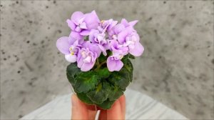 Фиалка Fay's Madeleine