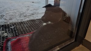 Видео 15.12.2024 г Новости о Дизеле